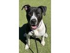 Adopt Remi a Pit Bull Terrier, Mixed Breed