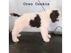 Oreo Cookie