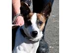 Adopt Tommy Two Toes a Jack Russell Terrier