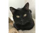 Adopt Everett a Domestic Short Hair