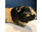 Adopt Coco a Guinea Pig