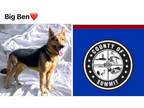Adopt BIG BEN a German Shepherd Dog