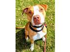Adopt Mitchell a Pit Bull Terrier, Mixed Breed