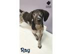 Adopt Ray a Hound, Australian Cattle Dog / Blue Heeler