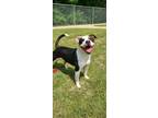 Adopt Bunk Yrly 58 a Pit Bull Terrier