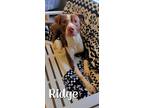 Adopt Ridge Yrly 59 a Pit Bull Terrier