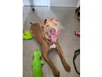 Adopt Goliath Yrly 50 a Pit Bull Terrier
