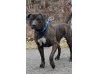Adopt Slater a Cane Corso, Pit Bull Terrier