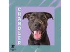 Adopt Chandler a Mixed Breed