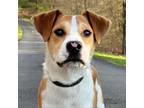 Adopt Christopher a Beagle, Terrier