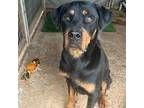 Adopt Max a Rottweiler