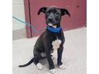 Adopt Smooth Criminal a Labrador Retriever, Pit Bull Terrier