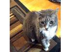 Adopt Gizmo a Tabby, Domestic Short Hair