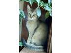 Adopt Hazel a Oriental Short Hair, Abyssinian