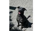 Adopt Banjo a Black Labrador Retriever