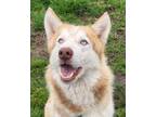 Adopt Jenga a Siberian Husky