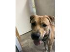 Adopt Rick a Pit Bull Terrier