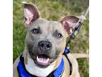 Adopt Luis a Pit Bull Terrier