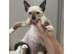 Adopt Pugsley a Siamese