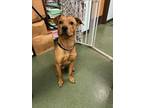 Adopt Bundy a Mixed Breed