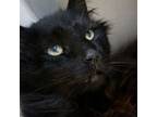 Adopt Hobo a Domestic Medium Hair