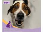 Adopt Levi a Coonhound