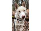 Adopt FEZ a Siberian Husky