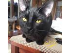 Adopt Patch a Domestic Short Hair