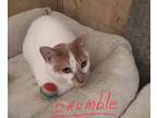 Adopt Crumble a Domestic Short Hair