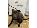 Adopt Romeo a American Staffordshire Terrier, Labrador Retriever