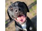 Adopt BLITZ a Pit Bull Terrier, Labrador Retriever