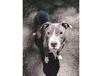 Adopt Hunter a Pit Bull Terrier, Mixed Breed