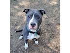 Adopt Hunter a Pit Bull Terrier, Mixed Breed