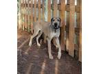 Adopt Lenox a Great Dane