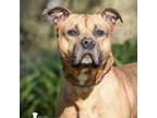 Adopt Hendrix a Rhodesian Ridgeback, Pit Bull Terrier