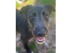 Adopt Zeus a Labrador Retriever, Terrier