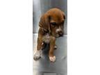 Adopt Legend a Beagle, Basset Hound