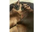 Adopt Silas + Theo (bonded pair) a Siamese