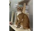 Adopt Mufasa a Domestic Short Hair