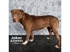Adopt JOKER a Pit Bull Terrier, Mixed Breed