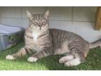 Adopt Abercrombie a Domestic Short Hair