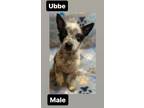 Adopt Ubbe a Australian Cattle Dog / Blue Heeler, Husky