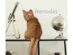 Adopt Hercules #strong-man? a Tabby, Maine Coon