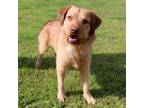 Adopt Buckwheat a Terrier, Retriever