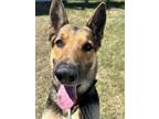 Adopt Baxter a German Shepherd Dog, Mixed Breed