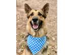 Adopt Canyon a German Shepherd Dog