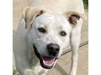 Adopt Mark a Labrador Retriever, Pit Bull Terrier