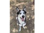 Adopt Plum a Siberian Husky, Mixed Breed