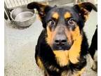 Adopt APOLLO a German Shepherd Dog, Rottweiler