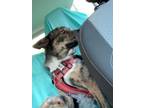 Adopt MOKA a Australian Shepherd